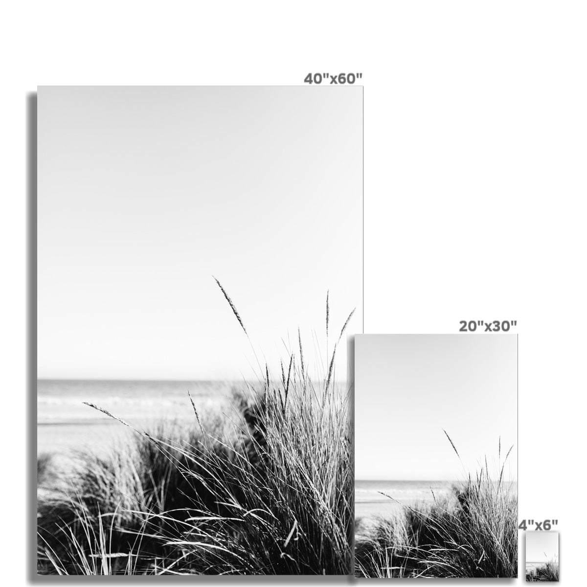 Sea Grass BW Fine Art Print