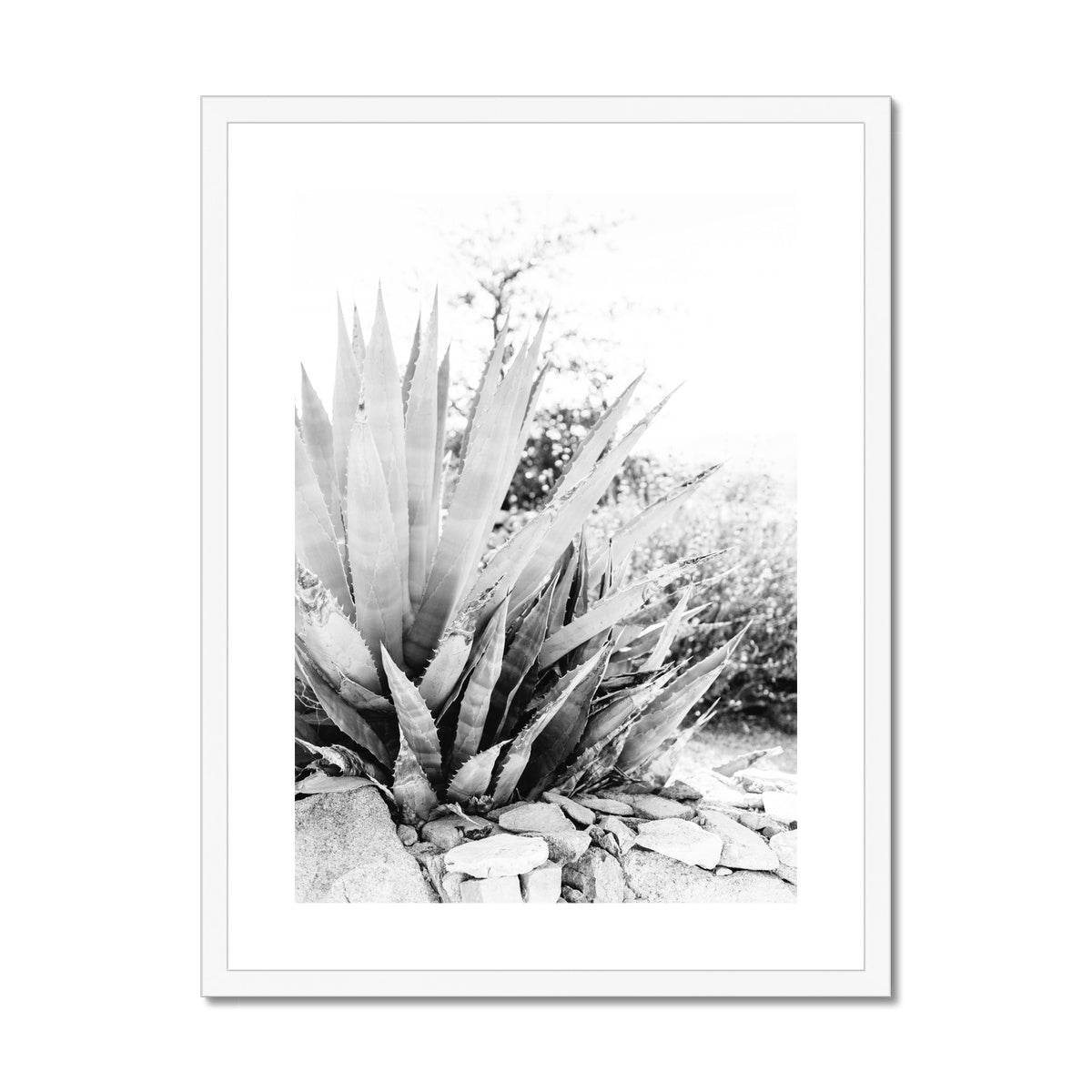 CACTUS BW Framed & Mounted Print