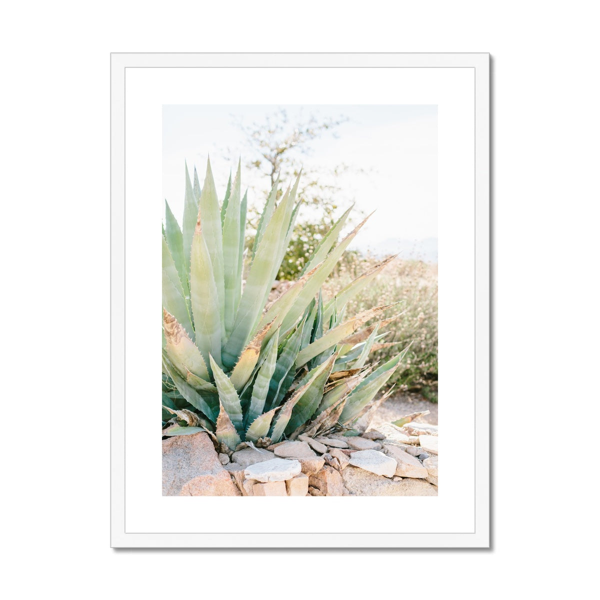 CACTUS Framed & Mounted Print