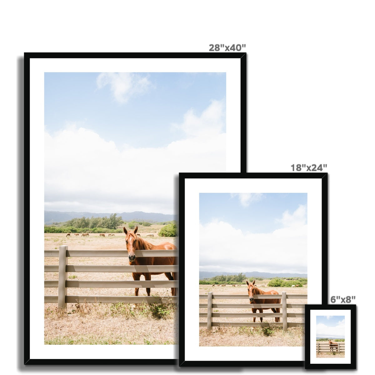 HAWAIIAN HORSE Framed & Mounted Print