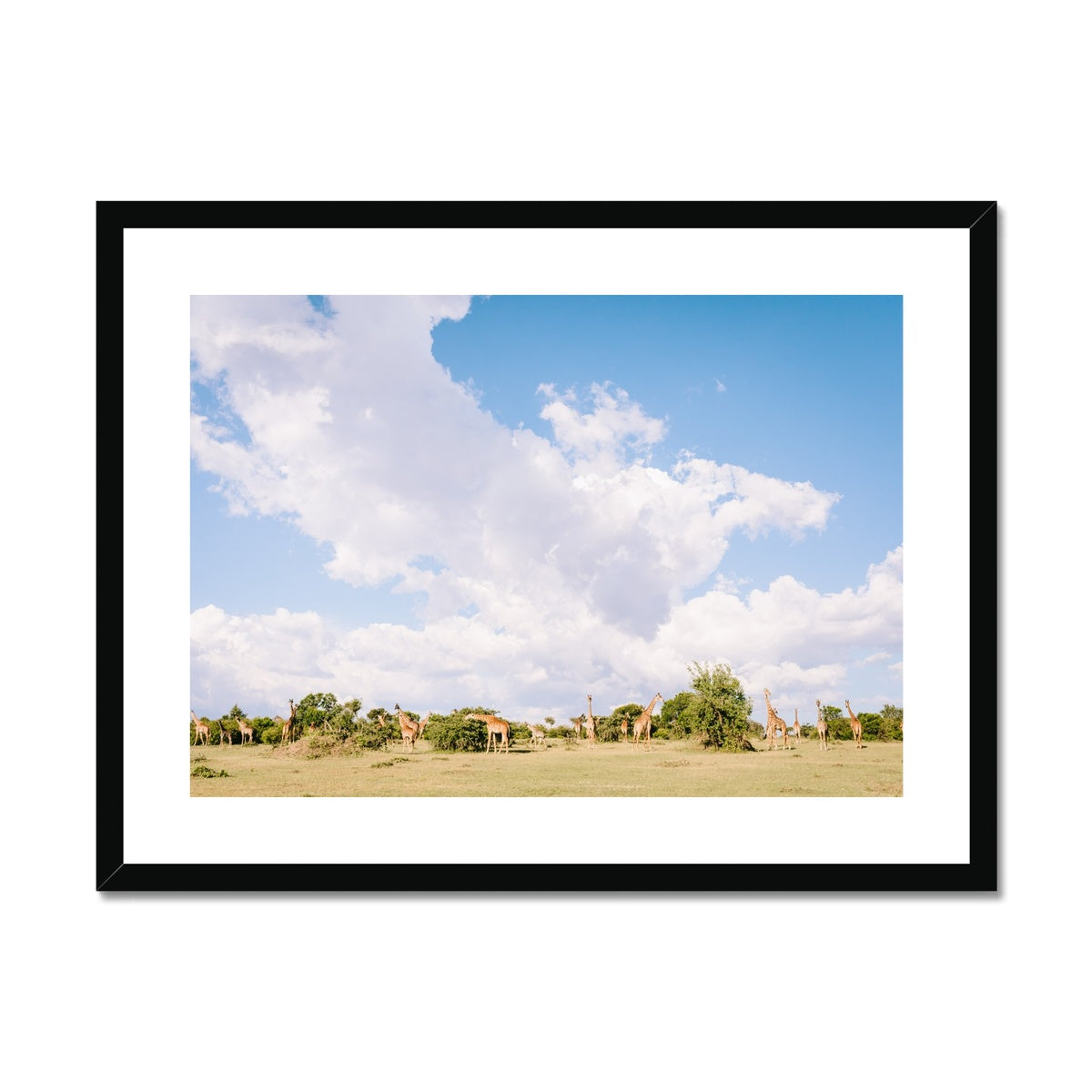 ROAMING GIRAFFES Framed & Mounted Print