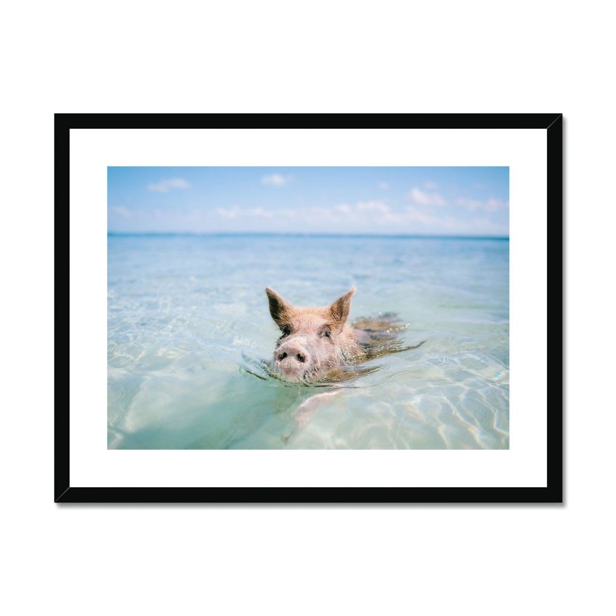 SWIMMING PIG Framed & Mounted Print