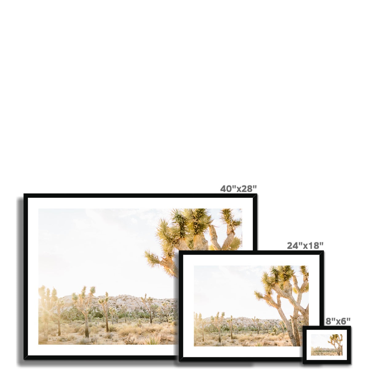 JOSHUA TREE IX Framed & Mounted Print