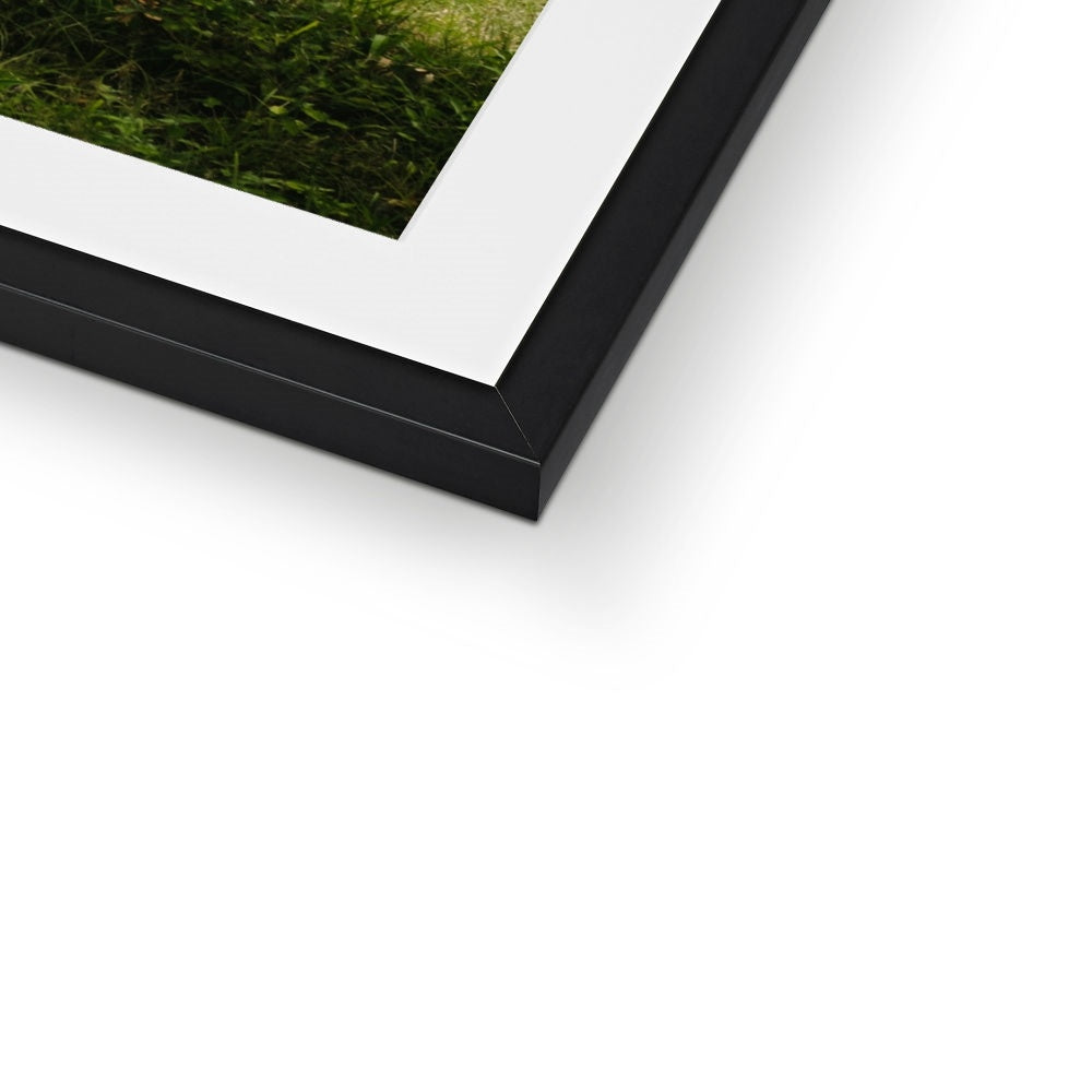 ZEBRAS Framed & Mounted Print