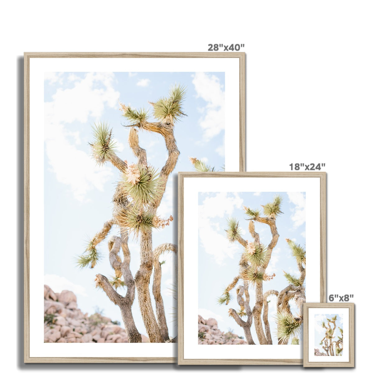 JOSHUA TREE UP CLOSE Framed & Mounted Print