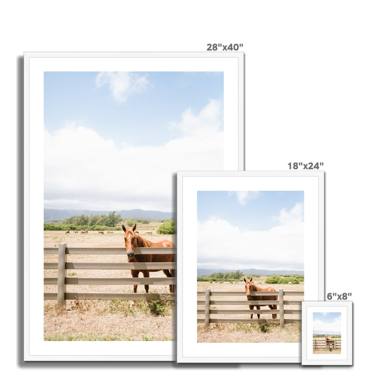 HAWAIIAN HORSE Framed & Mounted Print