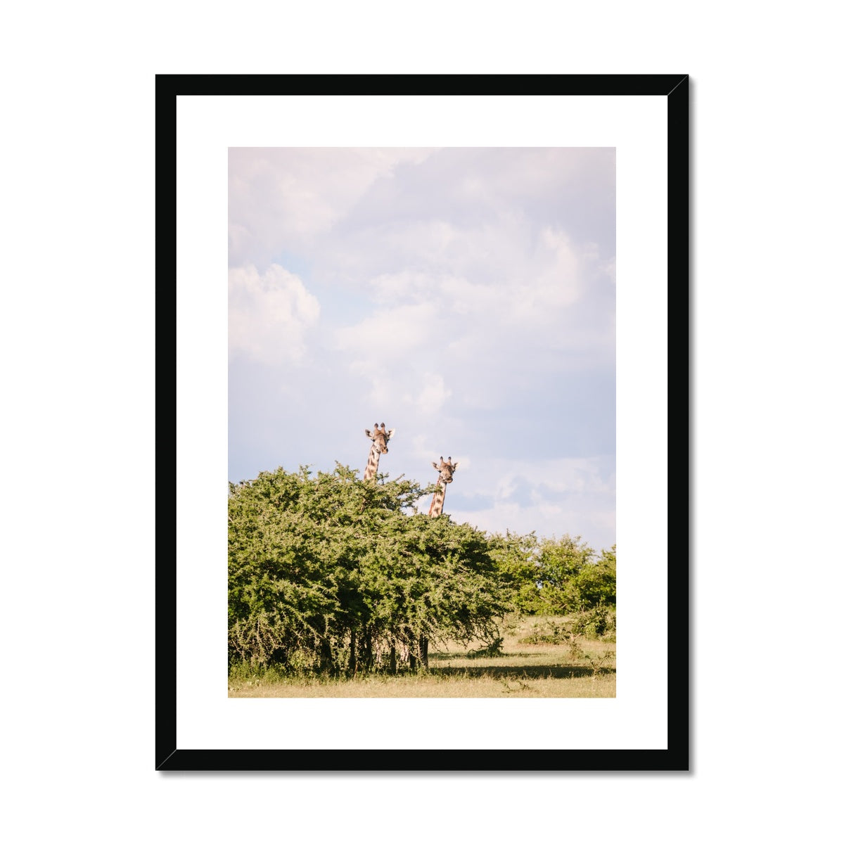 GIRAFFE SIGHTING Framed & Mounted Print