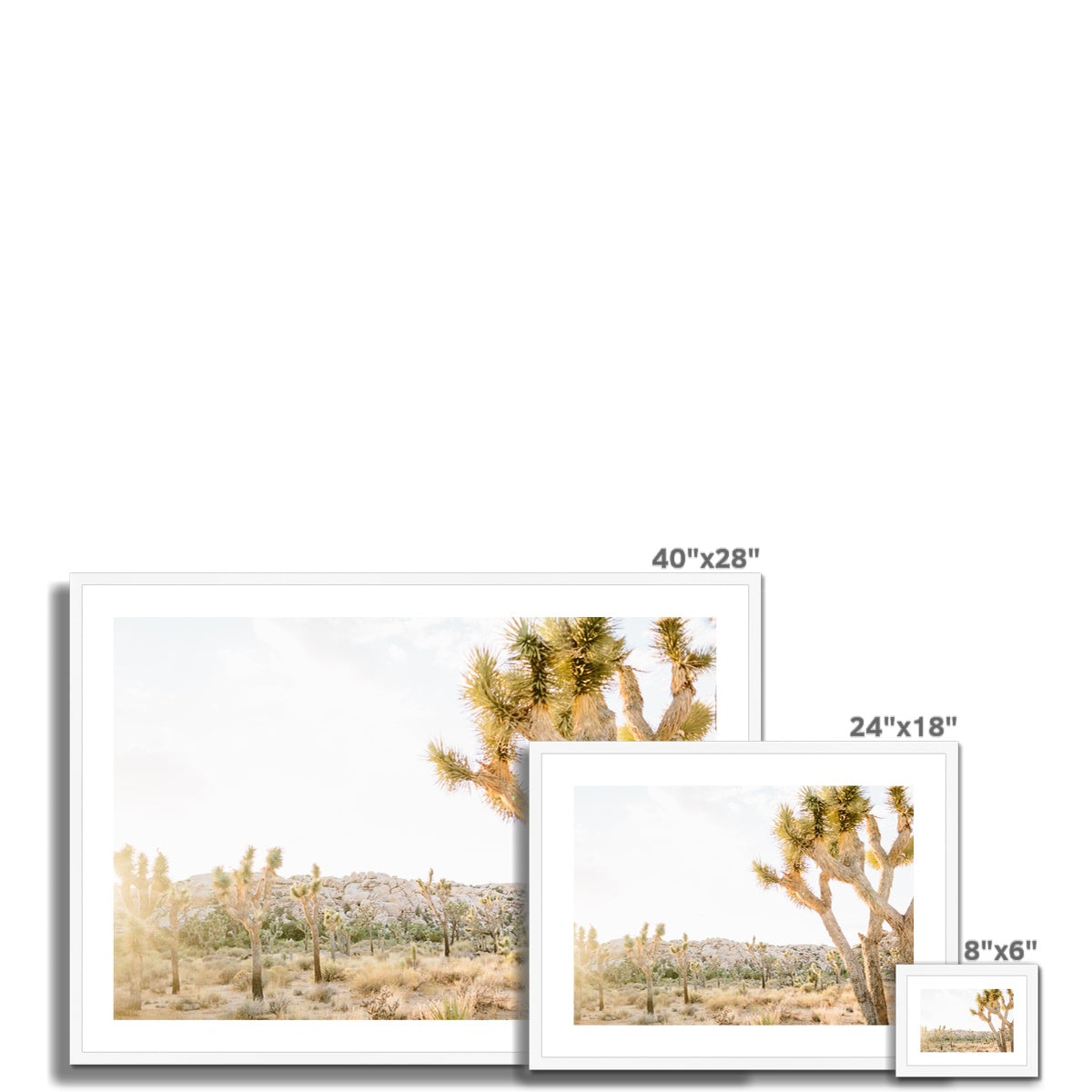 JOSHUA TREE IX Framed & Mounted Print