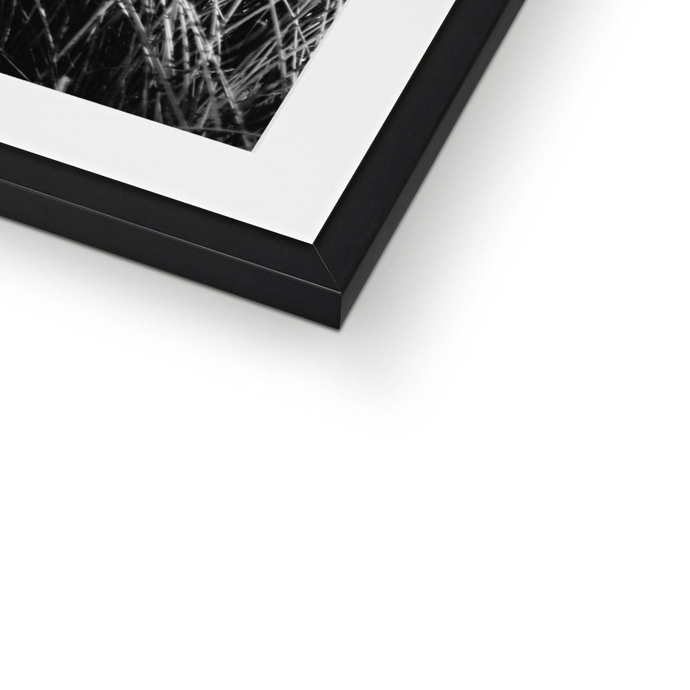 Sea Grass BW Framed & Mounted Print