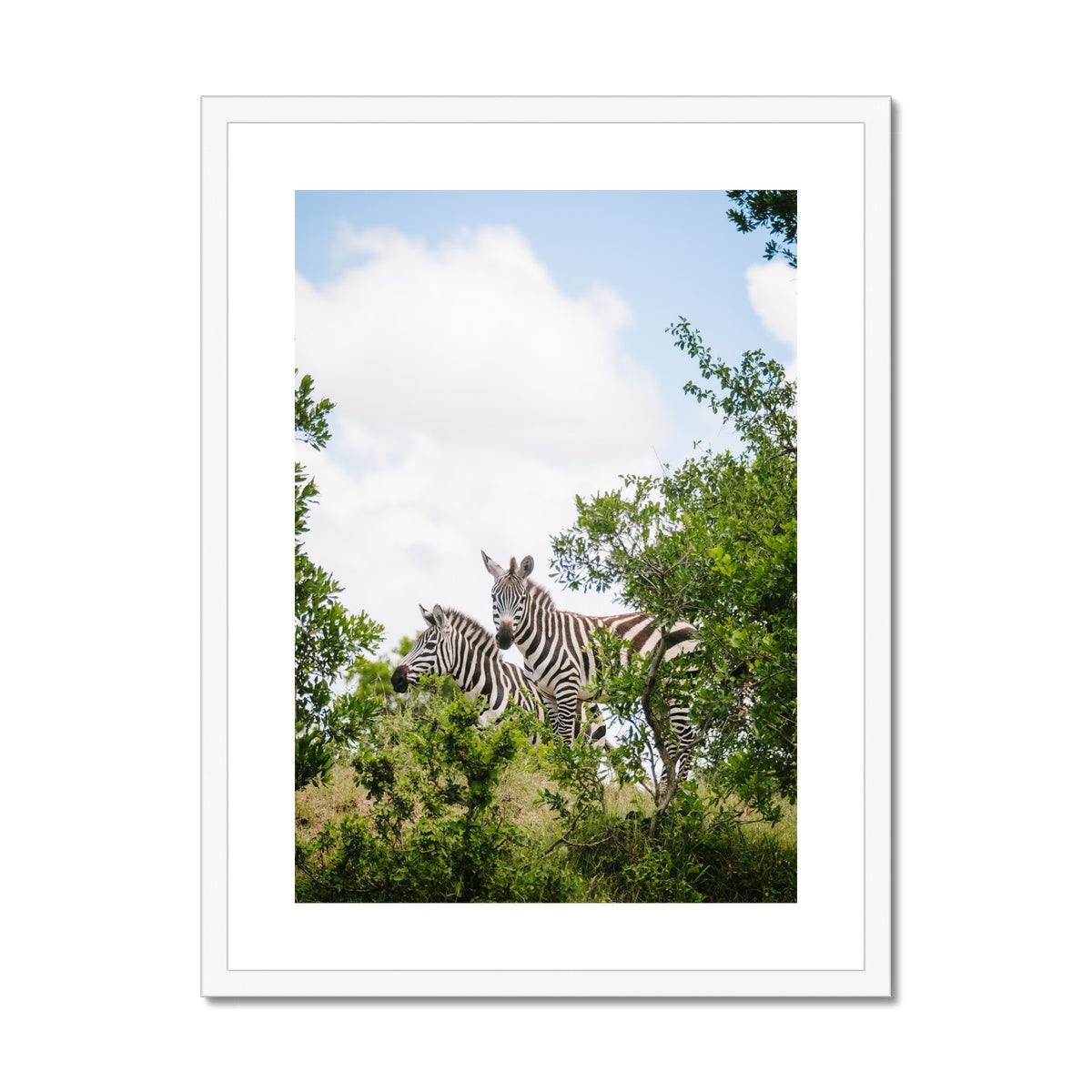 ZEBRAS Framed & Mounted Print