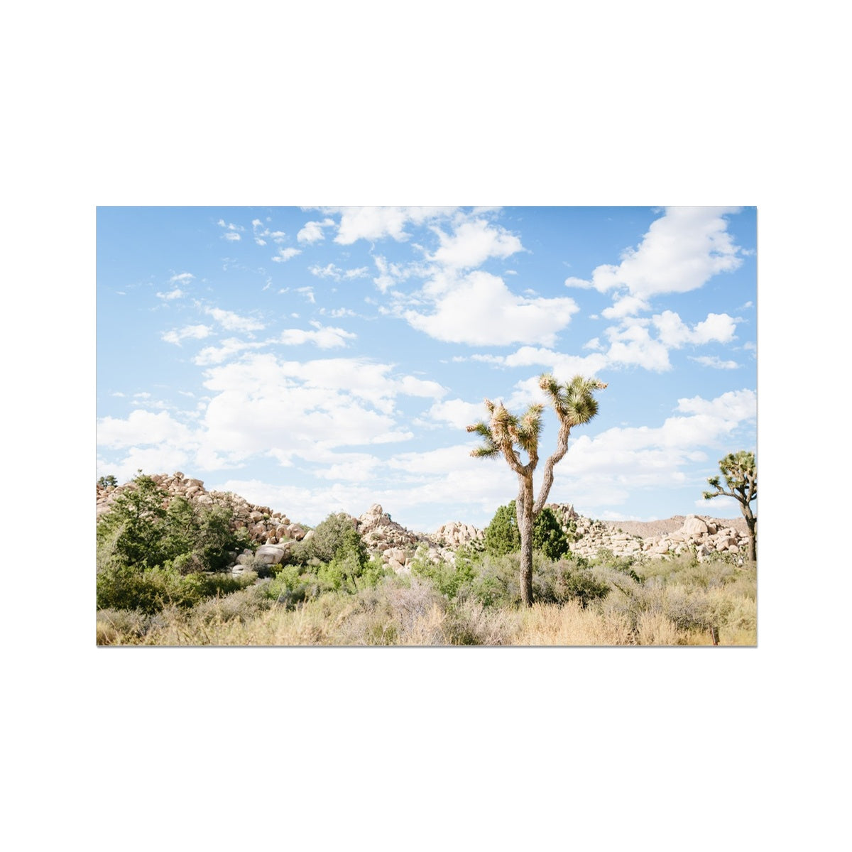 JOSHUA TREE IV Fine Art Print