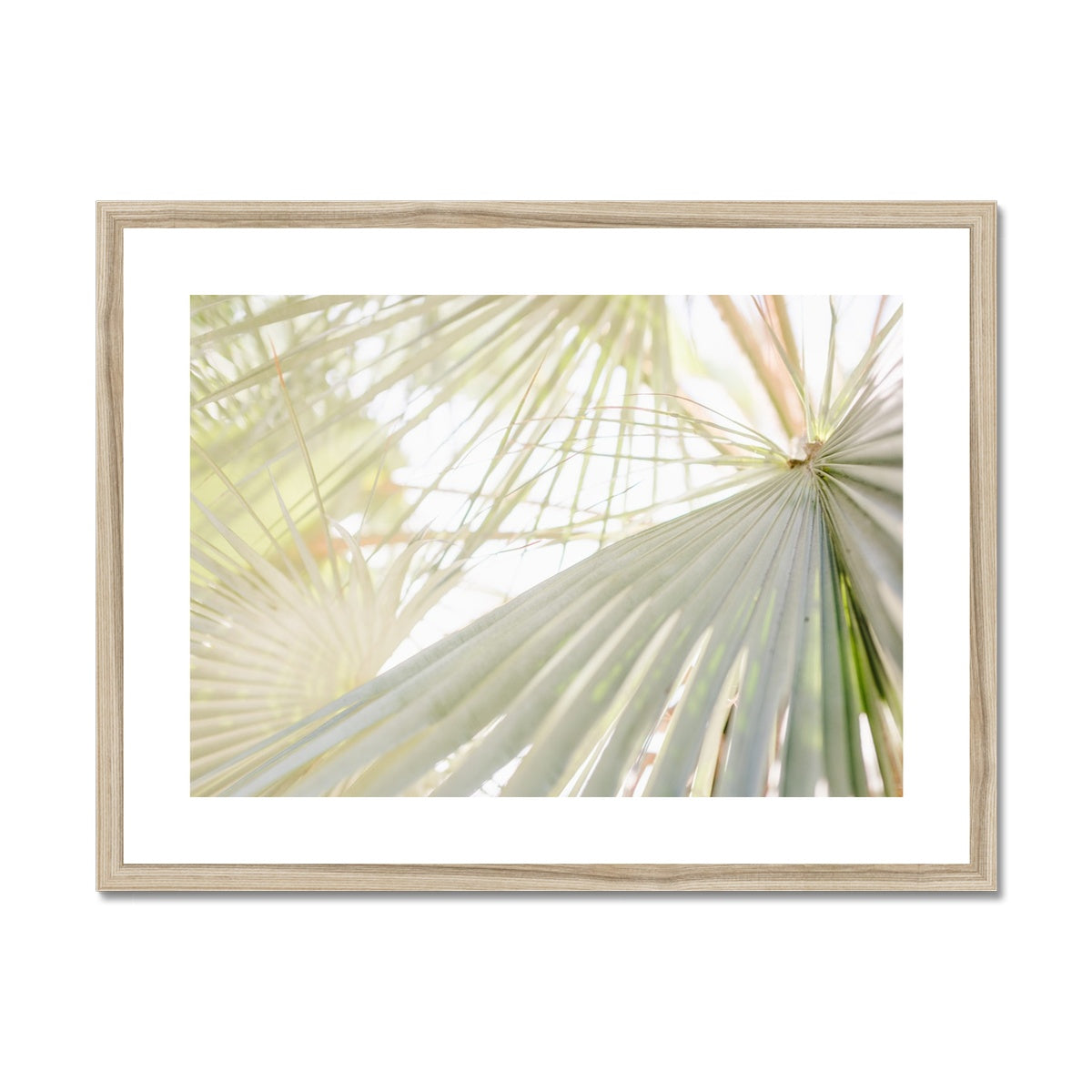 CALI PALMS II Framed & Mounted Print