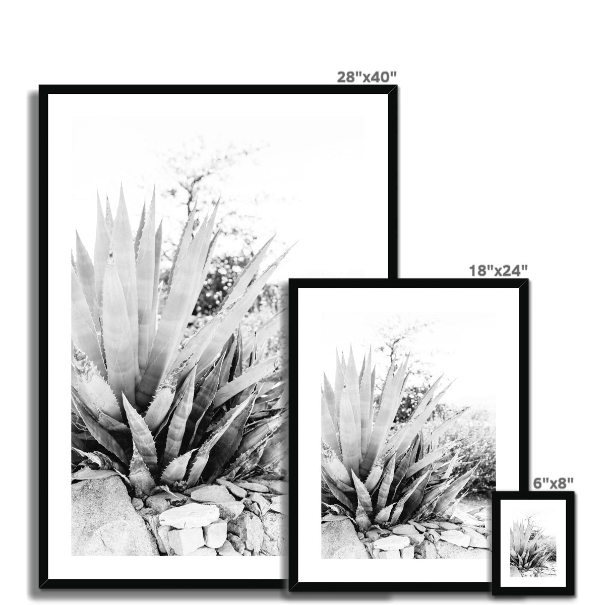 CACTUS BW Framed & Mounted Print