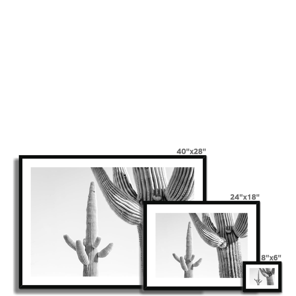 SAGUARO II BW Framed & Mounted Print