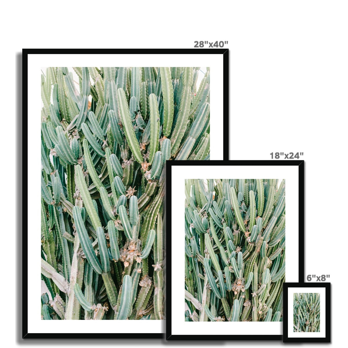 CACTUS IV Framed & Mounted Print