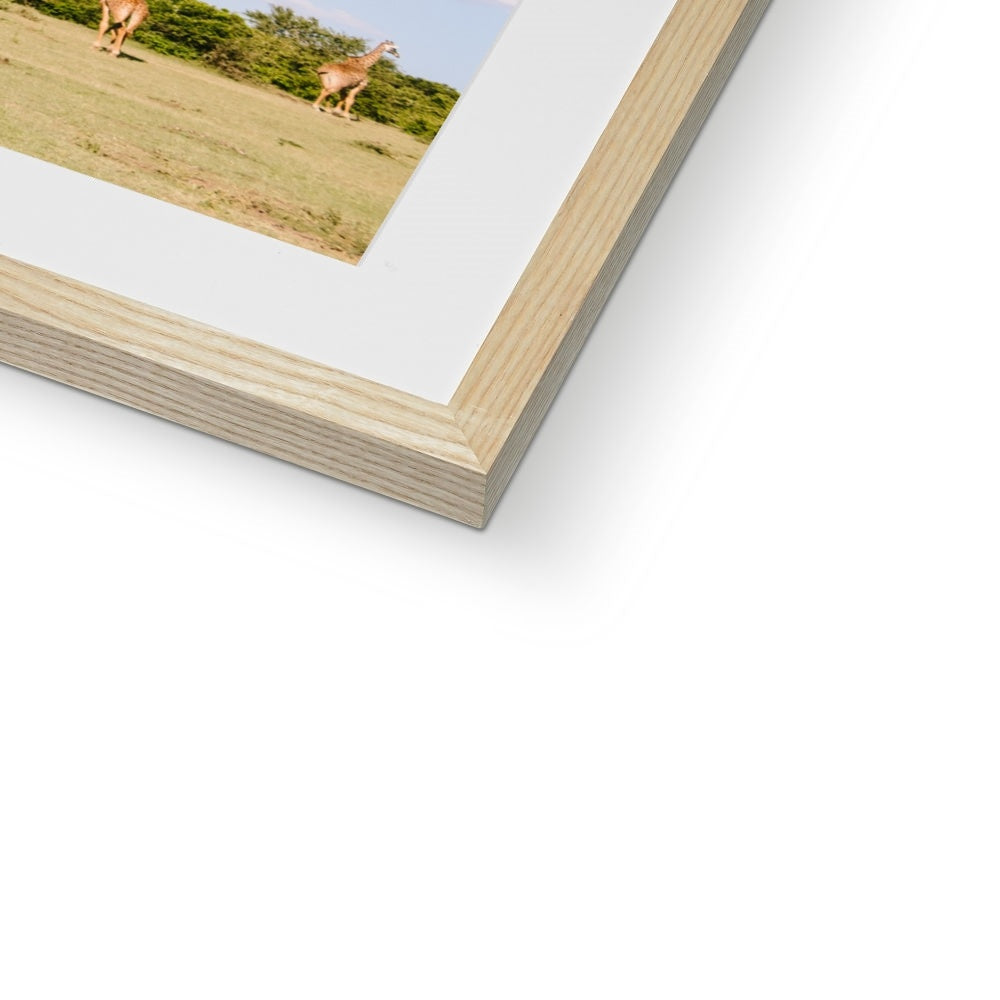 ROAMING GIRAFFES Framed & Mounted Print