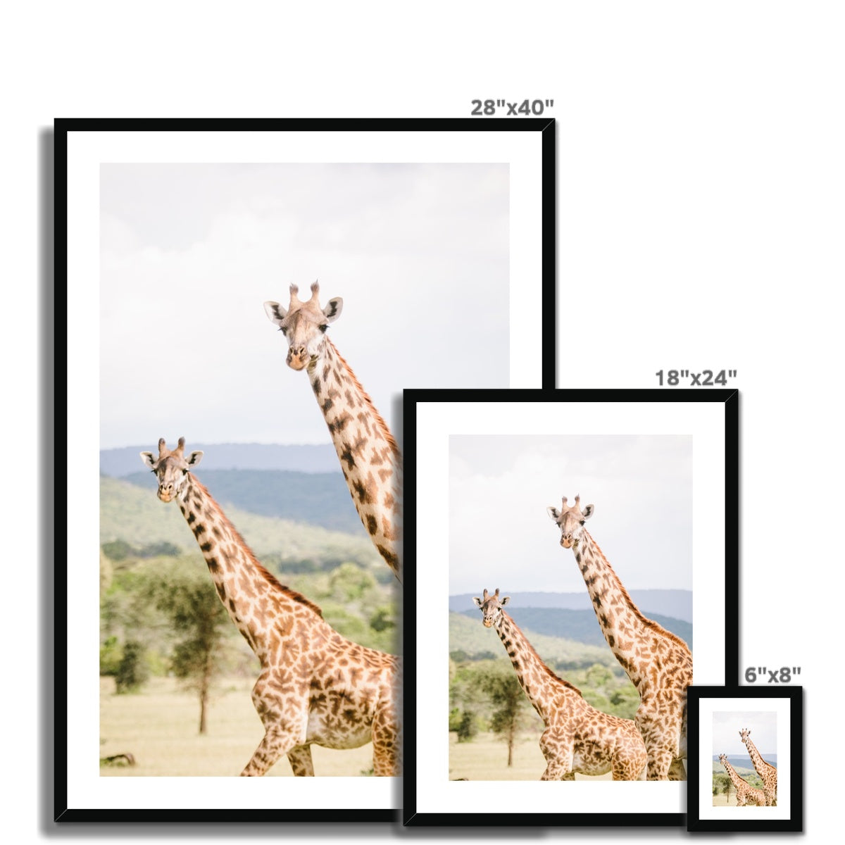 PEEPING GIRAFFES Framed & Mounted Print