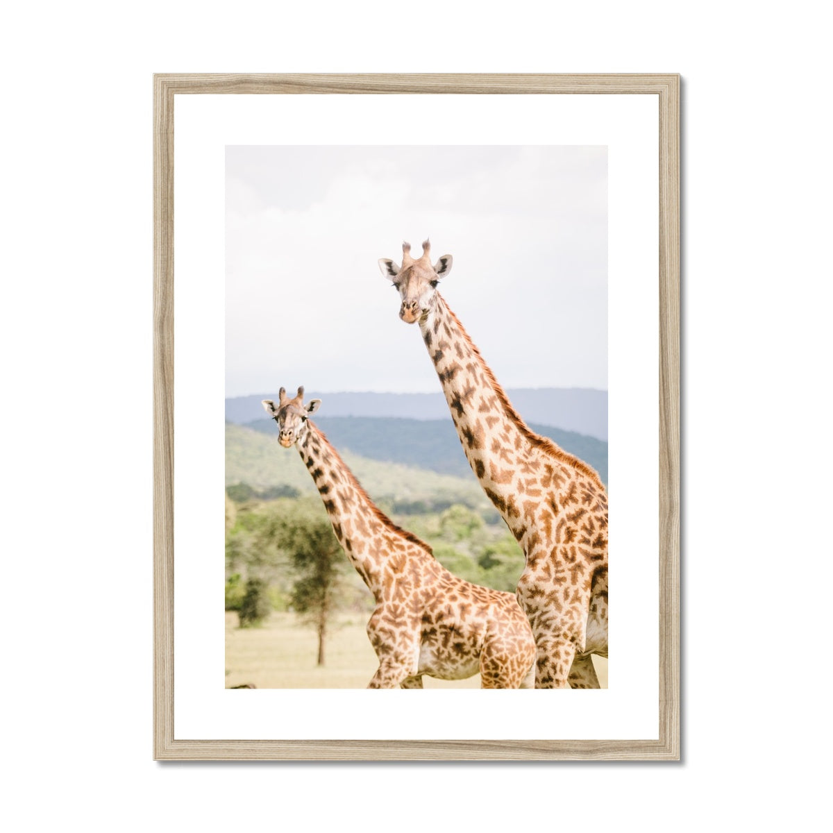 PEEPING GIRAFFES Framed & Mounted Print