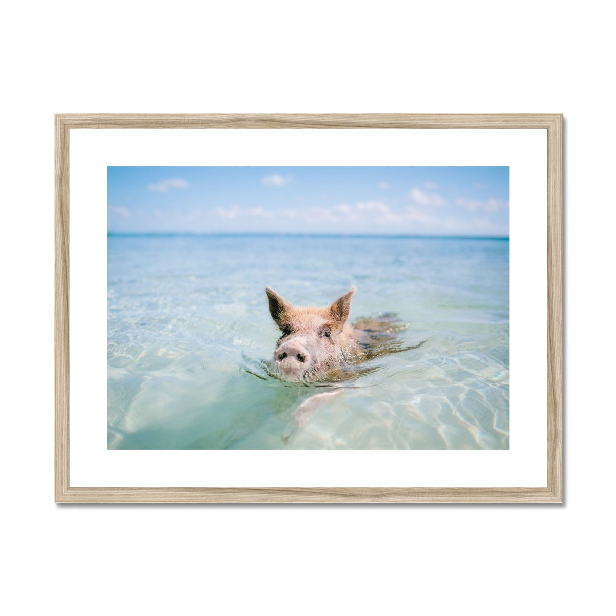 SWIMMING PIG Framed & Mounted Print