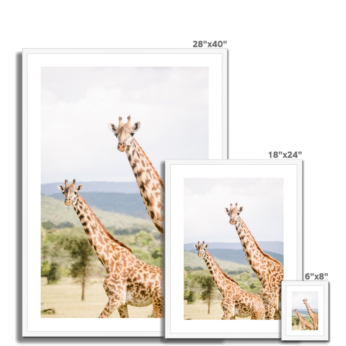 PEEPING GIRAFFES Framed & Mounted Print