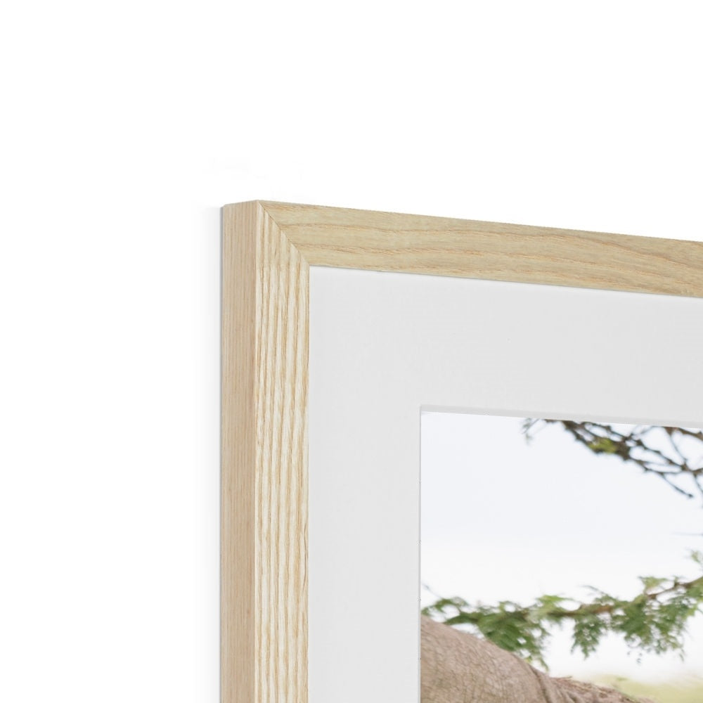 BABY ELEPHANT Framed & Mounted Print