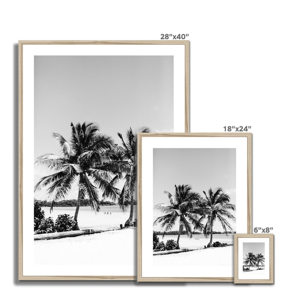 PALMS BW Framed & Mounted Print