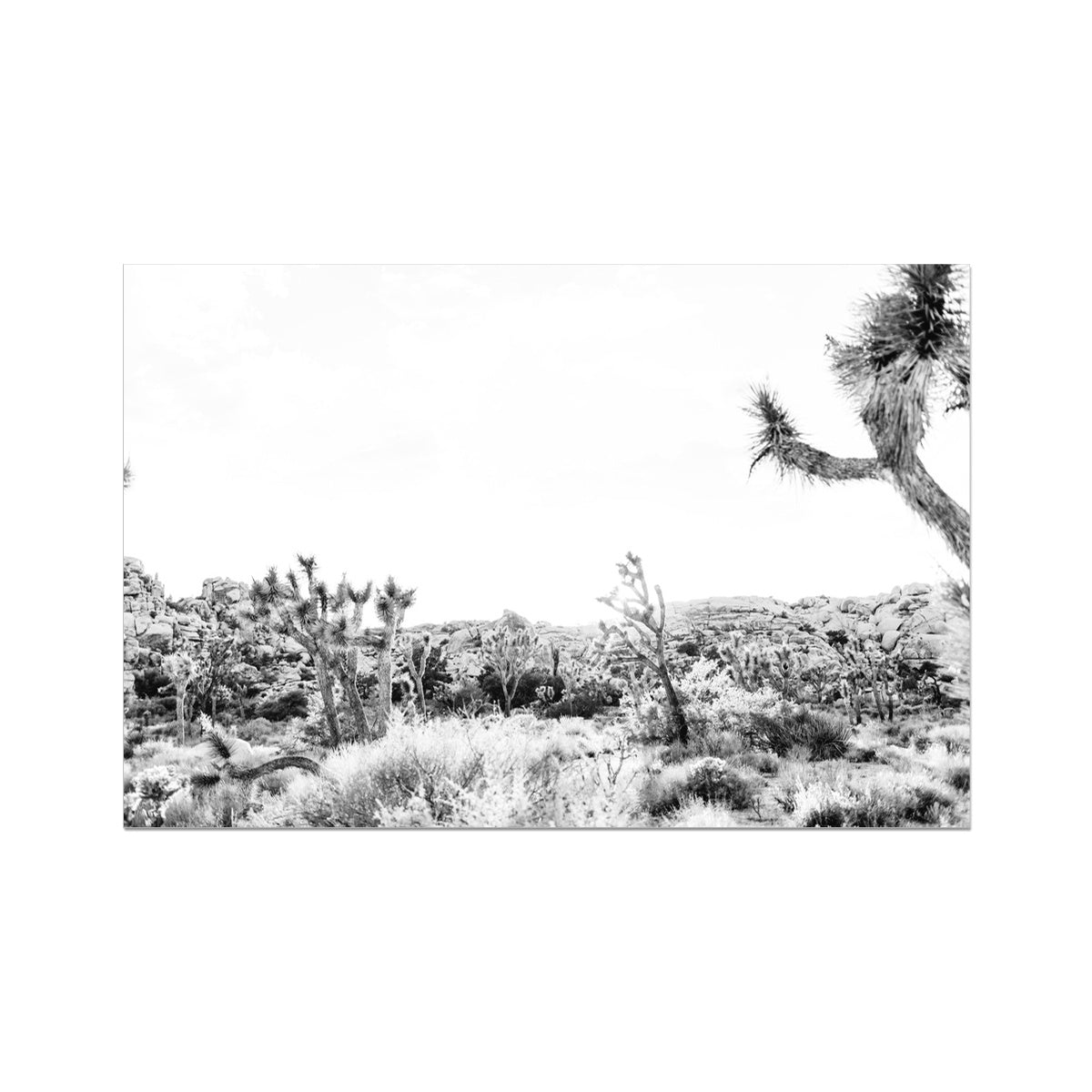 JOSHUA TREE II BW Fine Art Print