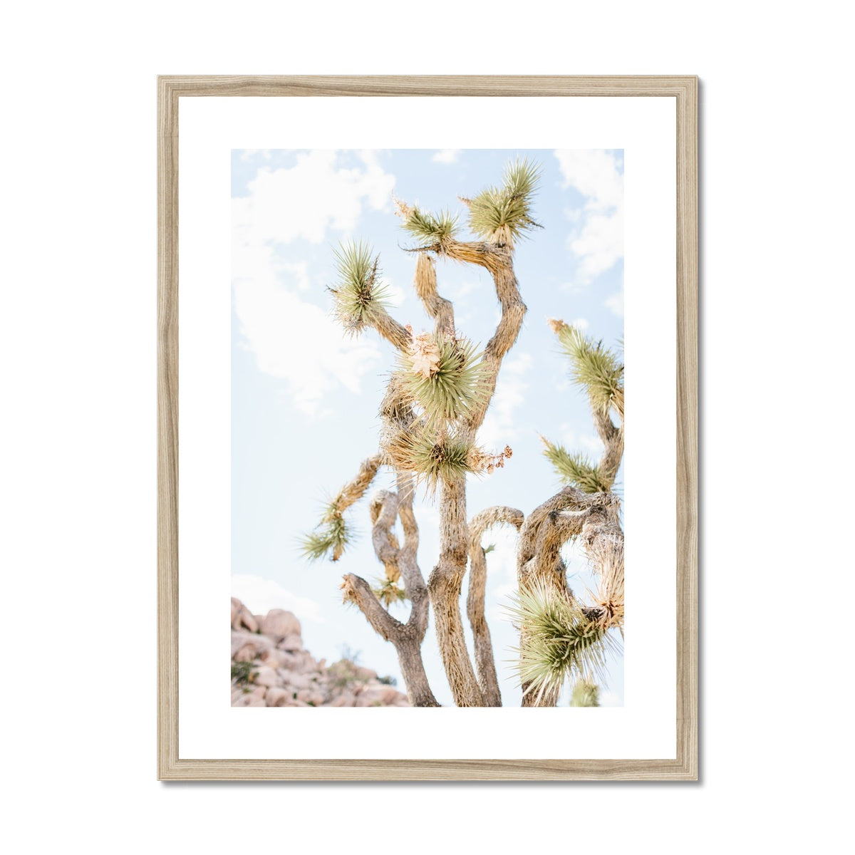 JOSHUA TREE UP CLOSE Framed & Mounted Print