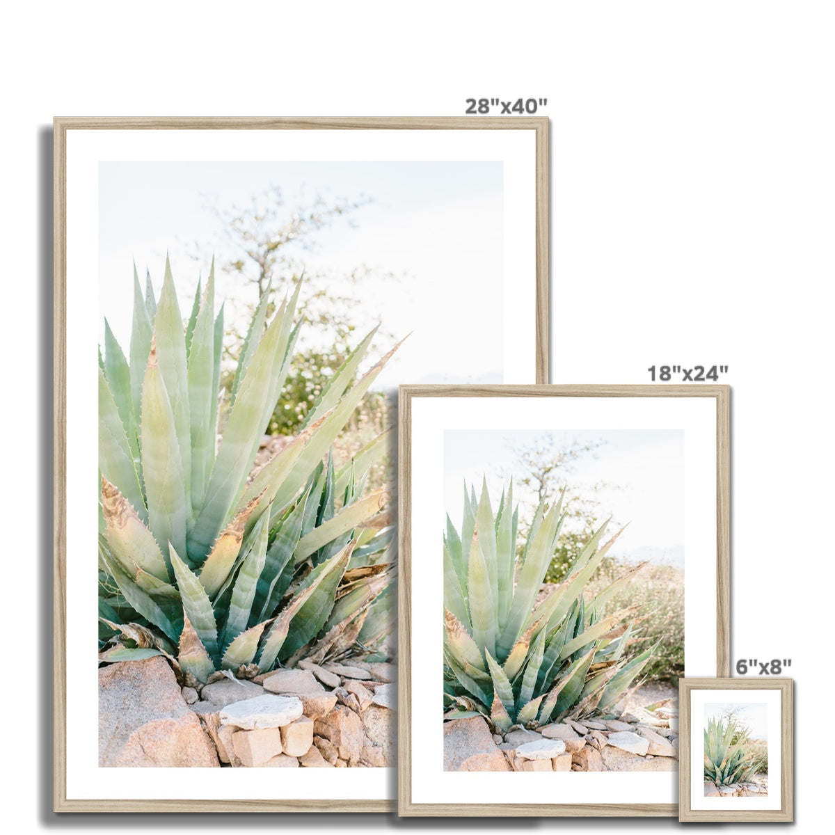 CACTUS Framed & Mounted Print