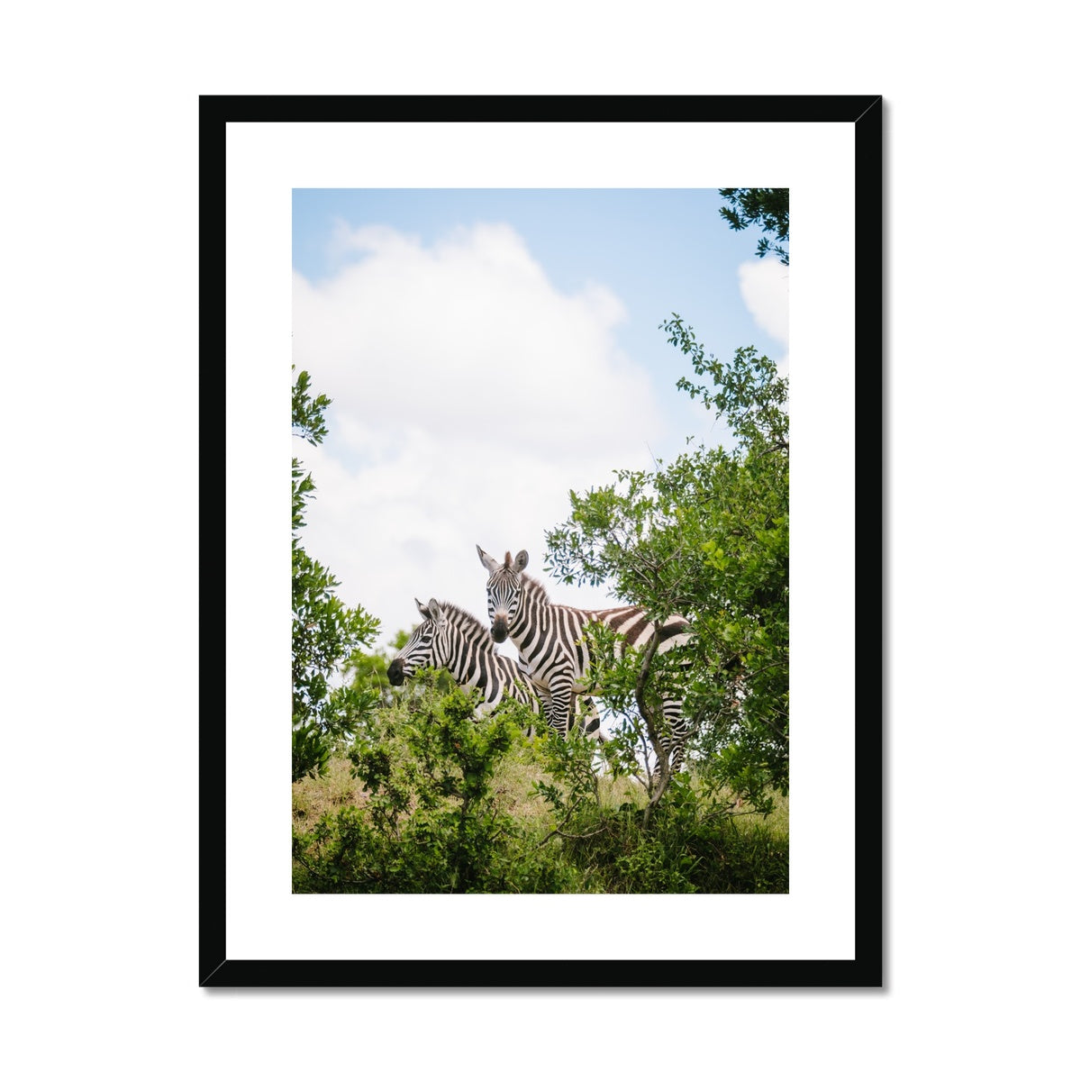 ZEBRAS Framed & Mounted Print