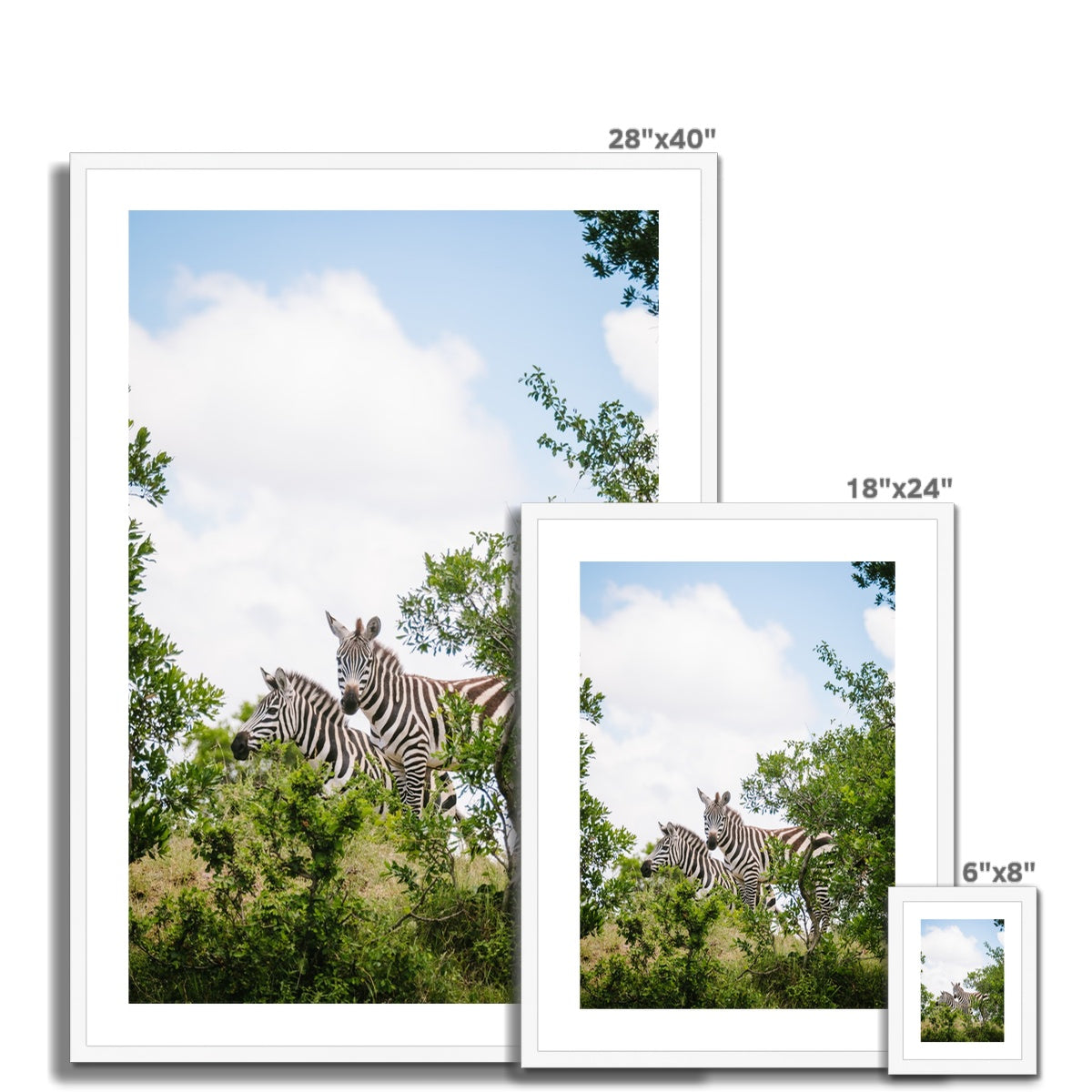 ZEBRAS Framed & Mounted Print