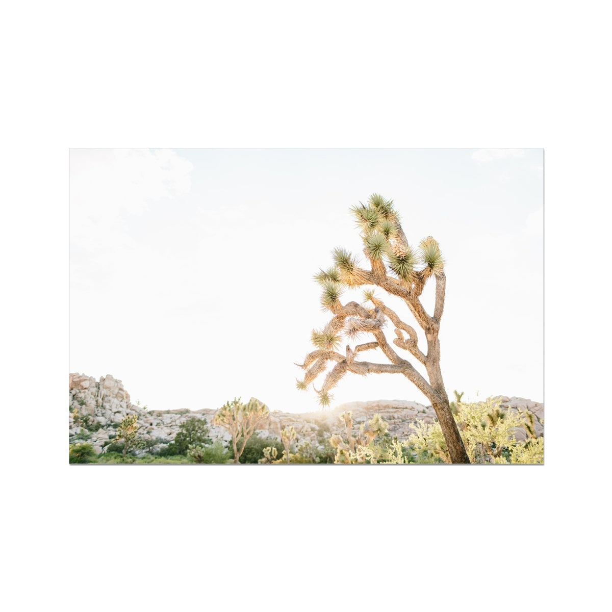 JOSHUA TREE V Fine Art Print
