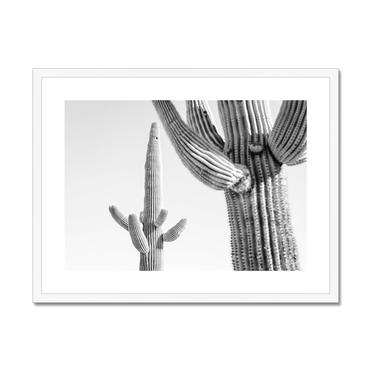 SAGUARO II BW Framed & Mounted Print