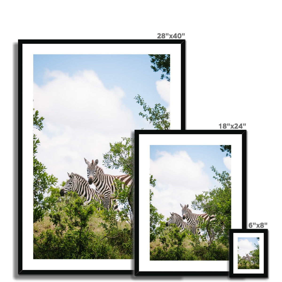 ZEBRAS Framed & Mounted Print