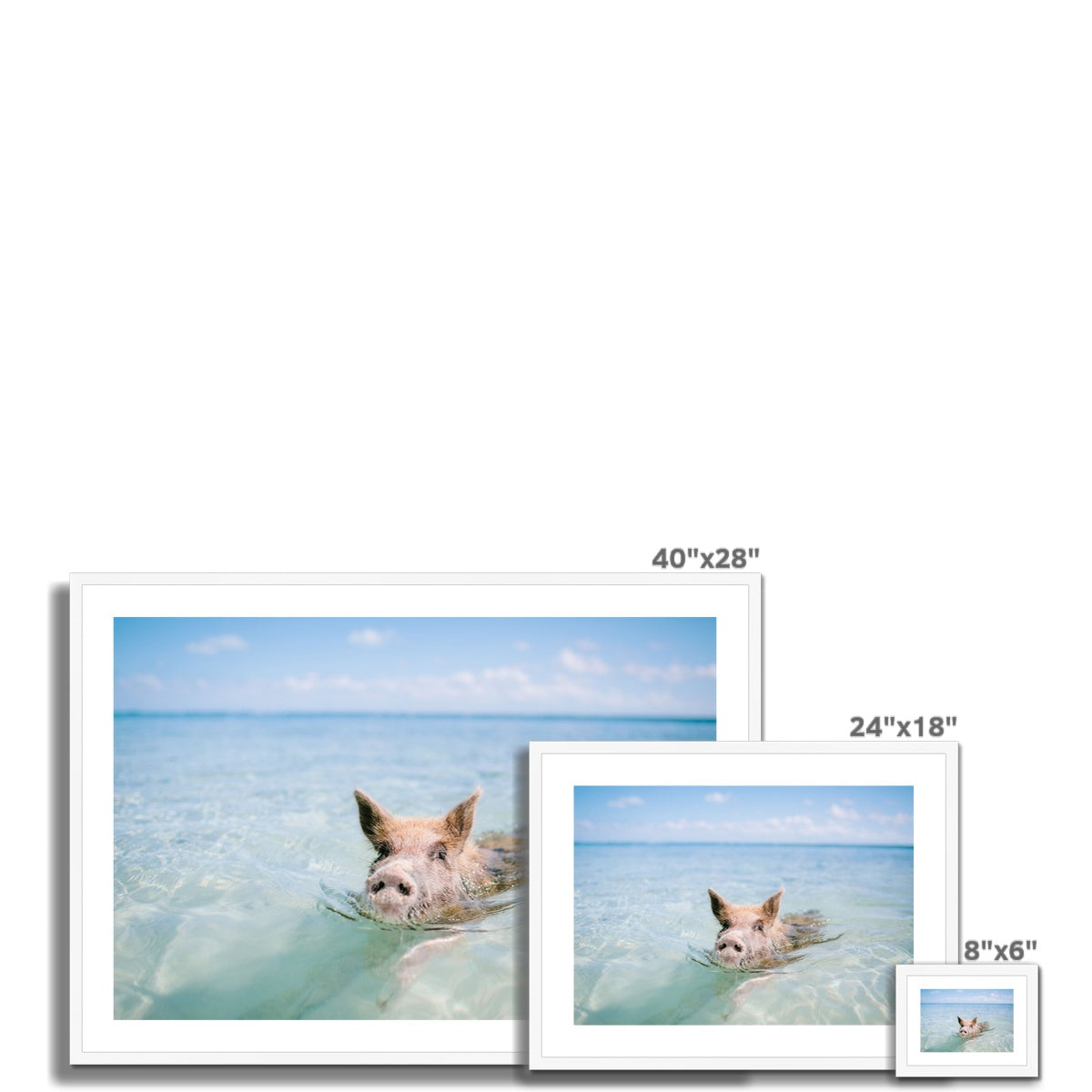 SWIMMING PIG Framed & Mounted Print