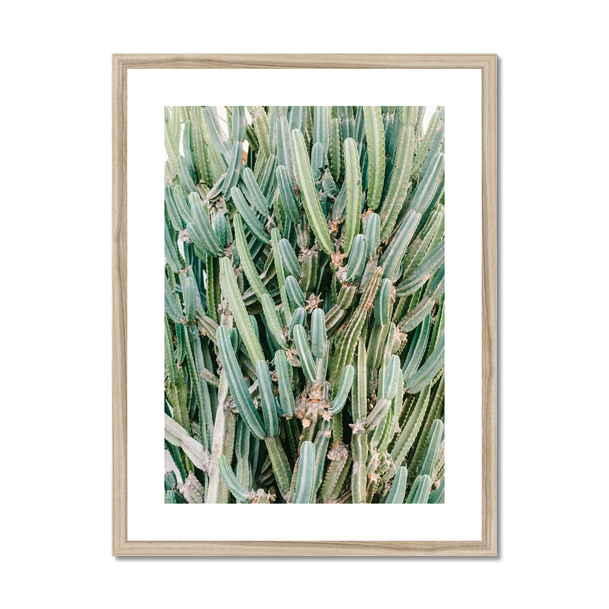 CACTUS IV Framed & Mounted Print