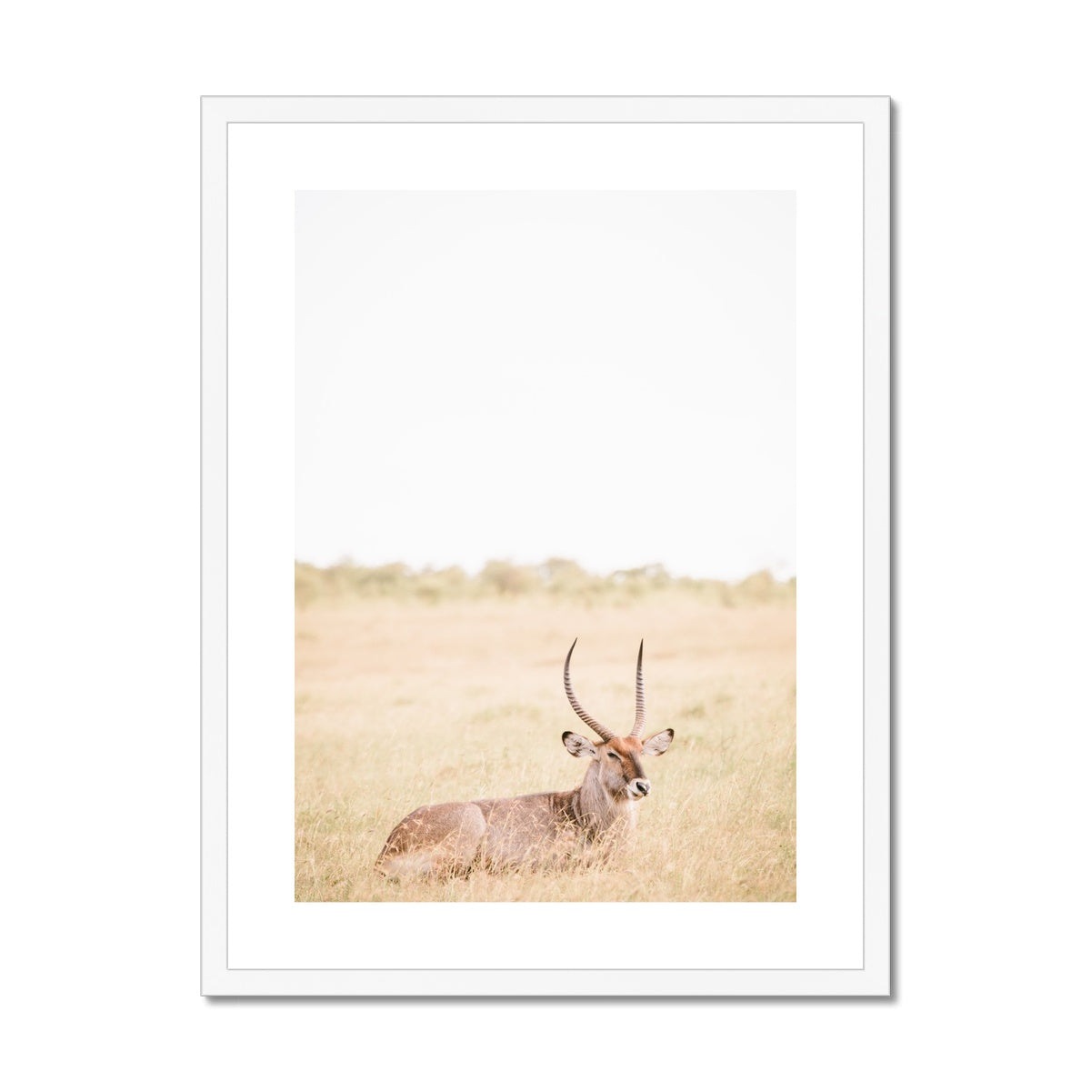 RESTING ANTELOPE Framed & Mounted Print