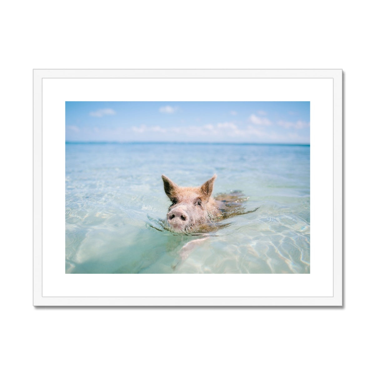 SWIMMING PIG Framed & Mounted Print