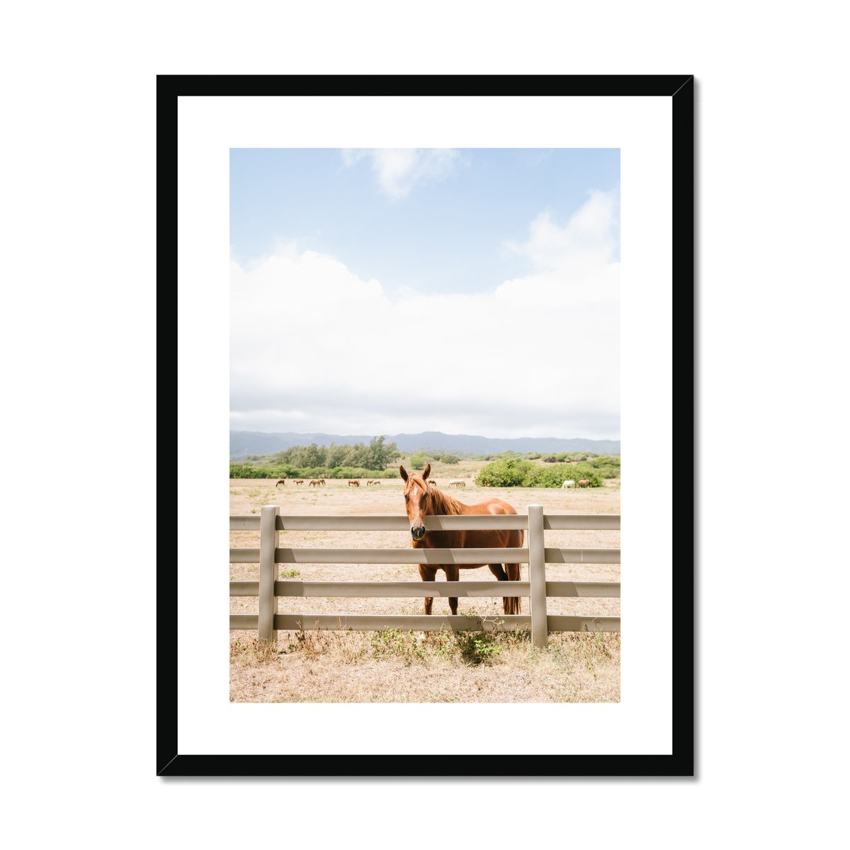 HAWAIIAN HORSE Framed & Mounted Print