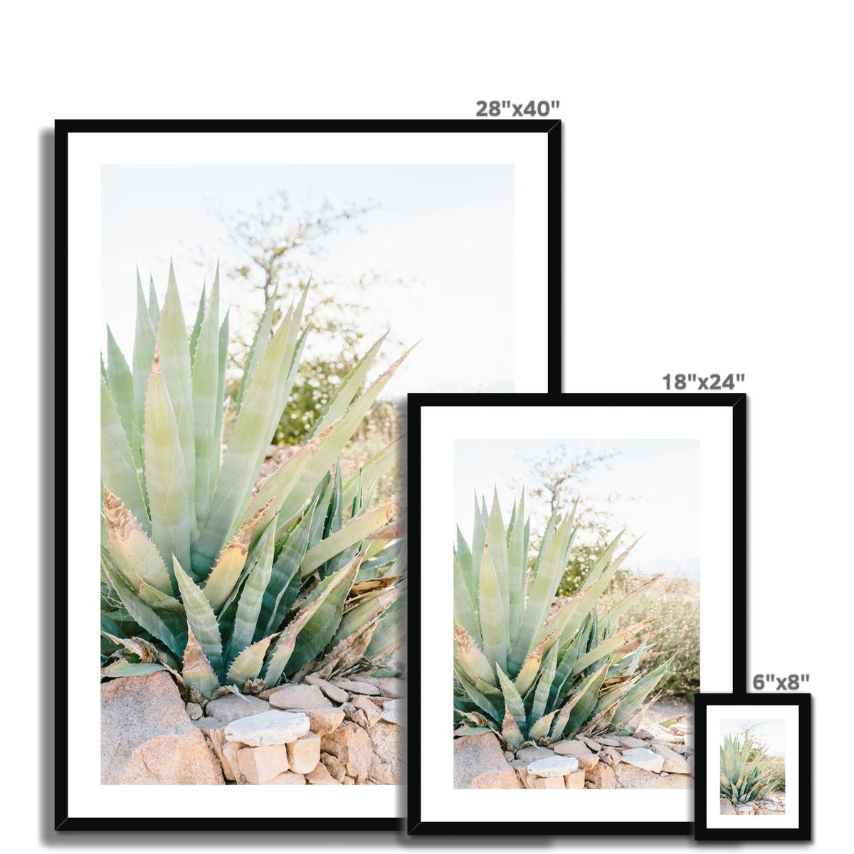 CACTUS Framed & Mounted Print
