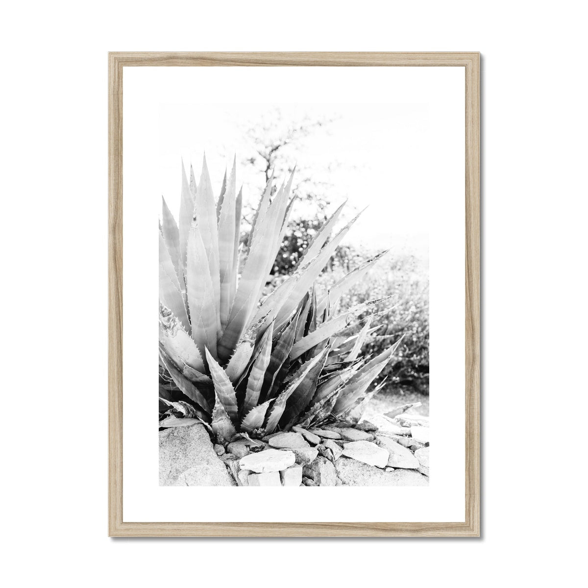 CACTUS BW Framed & Mounted Print