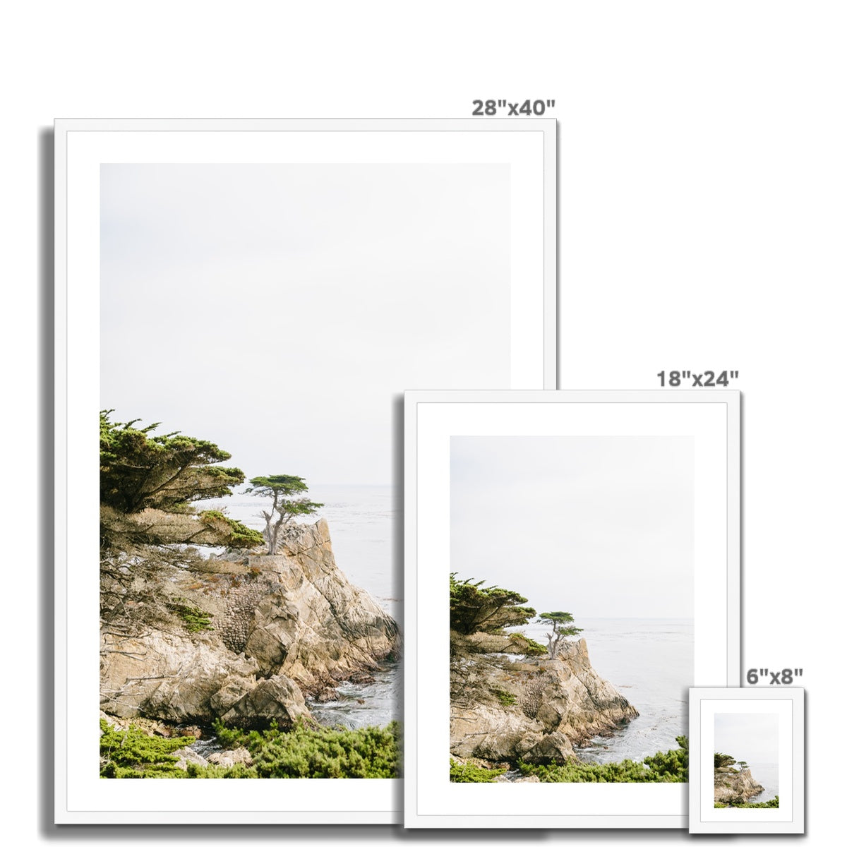 LONE CYPRESS TREE Framed & Mounted Print