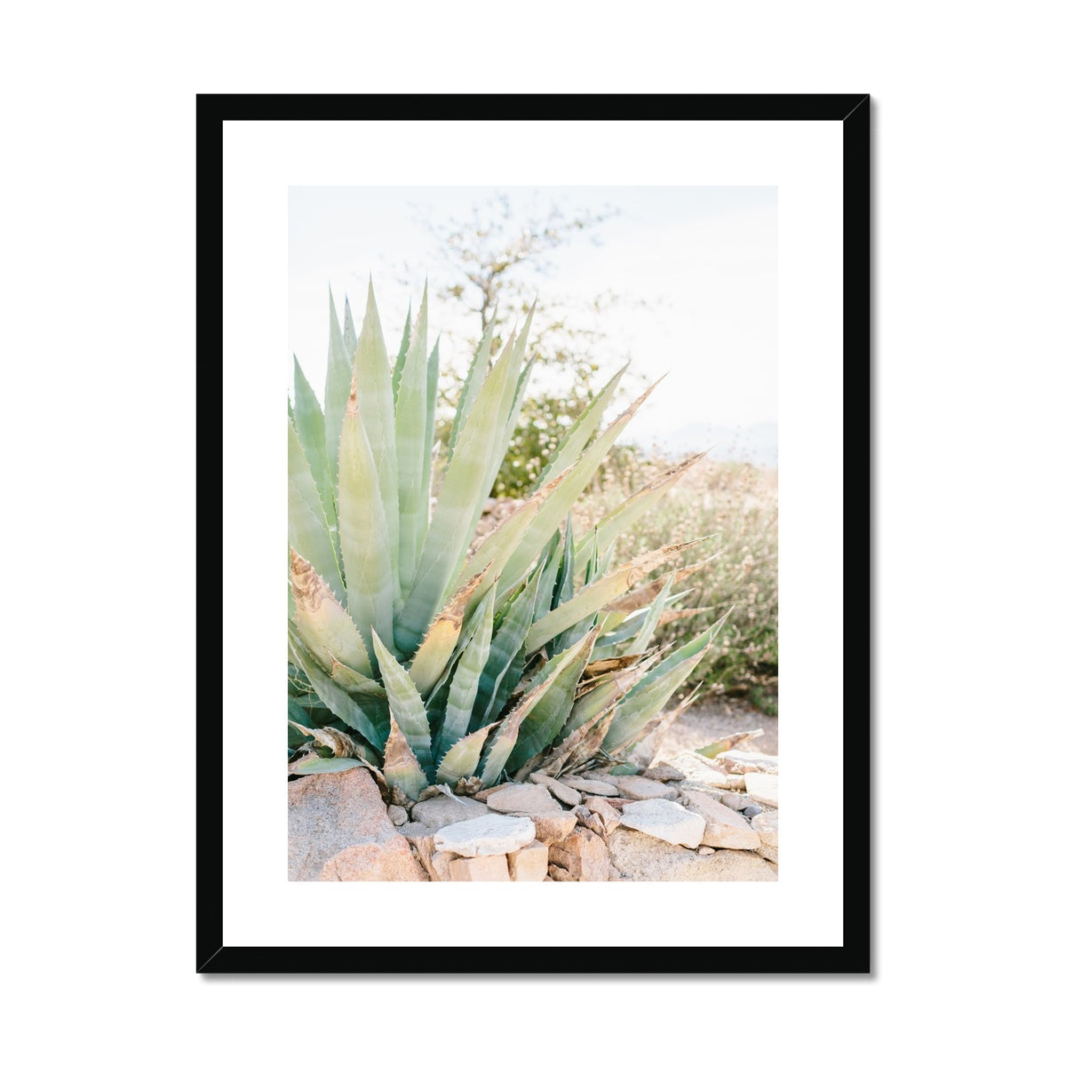 CACTUS Framed & Mounted Print