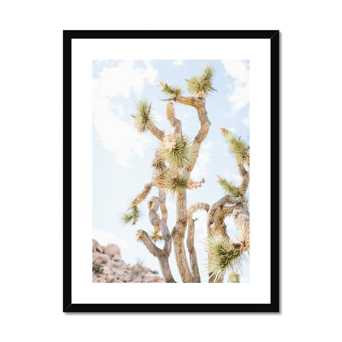 JOSHUA TREE UP CLOSE Framed & Mounted Print