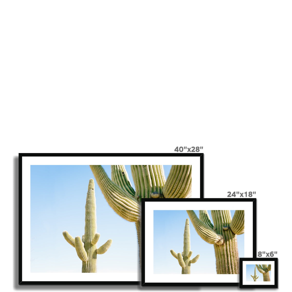 SAGUARO II Framed & Mounted Print