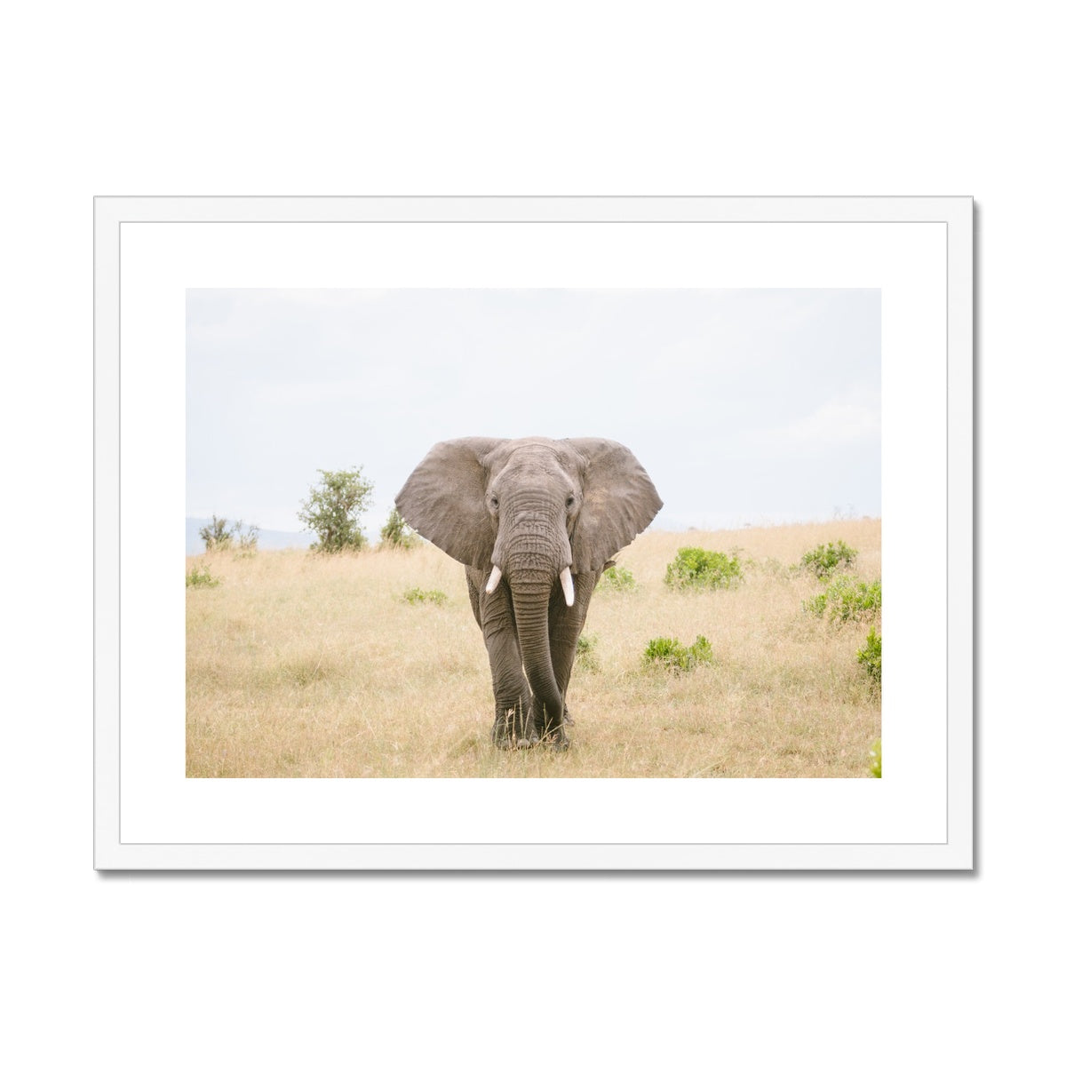 SOLO ELEPHANT Framed & Mounted Print