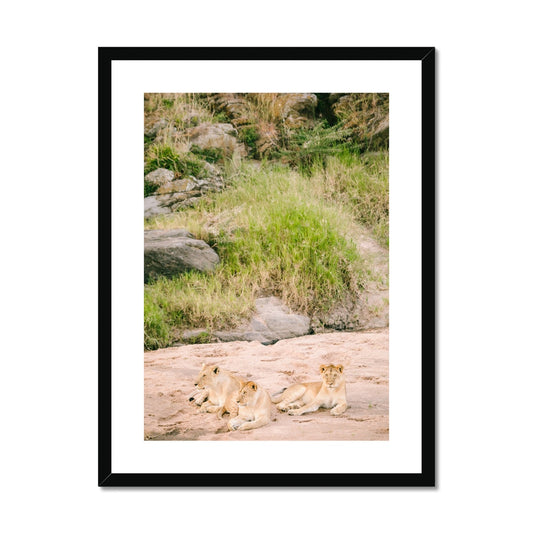 LION PRIDE Framed & Mounted Print