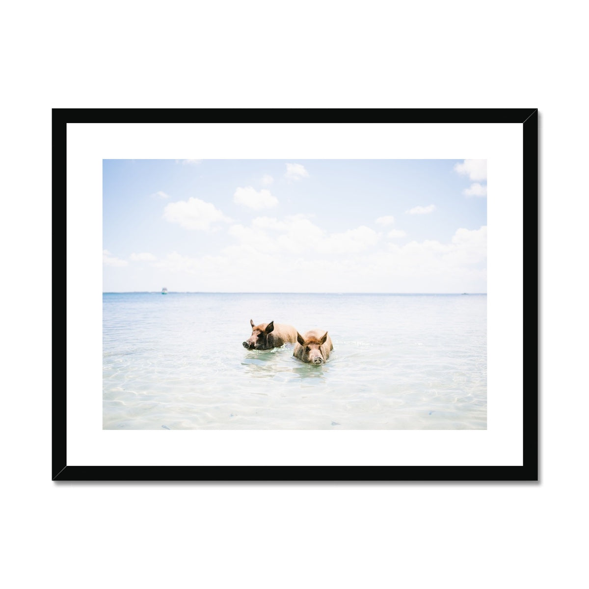 SWIMMING PIGS Framed & Mounted Print