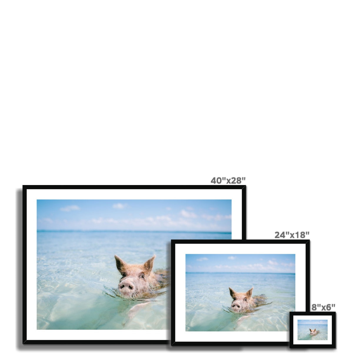 SWIMMING PIG Framed & Mounted Print