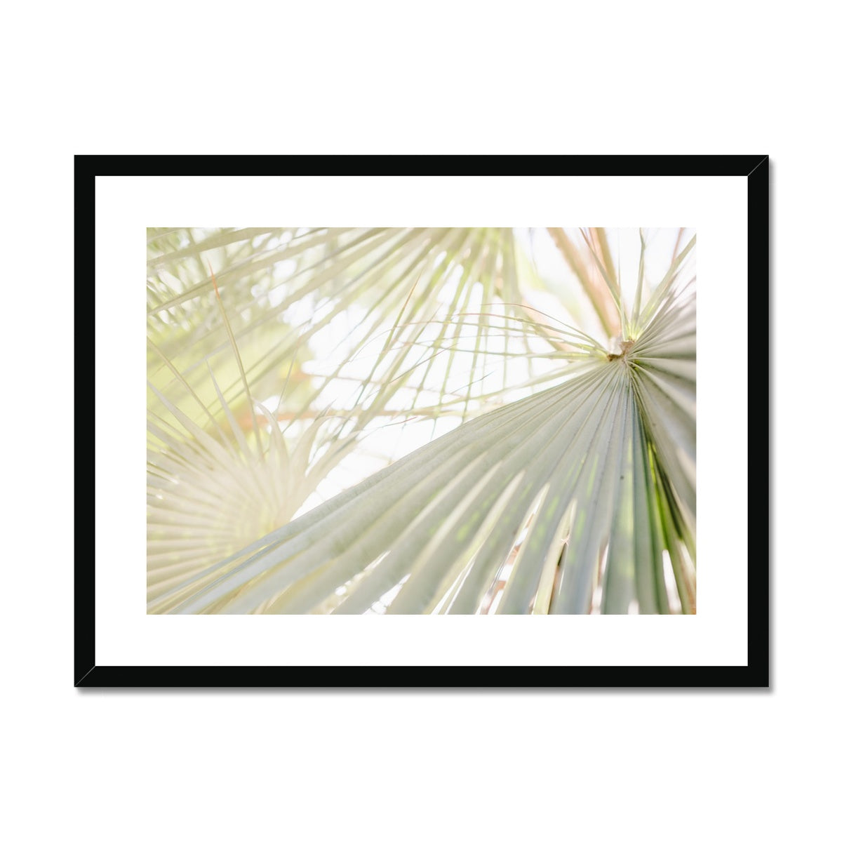 CALI PALMS II Framed & Mounted Print